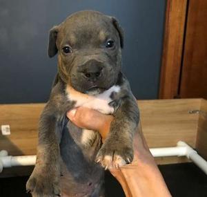American Pit Bull Terrier Puppies For Sale FOR SALE ADOPTION