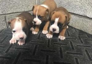Boxer Puppies For Sale FOR SALE ADOPTION