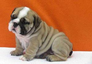 English Bulldog Puppies For Sale FOR SALE ADOPTION