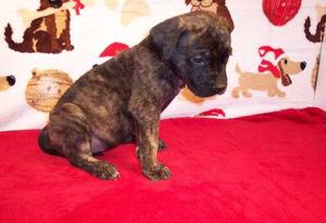 Mastiff Puppies For Sale FOR SALE ADOPTION