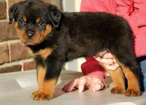Rottweiler Puppies For Sale FOR SALE ADOPTION