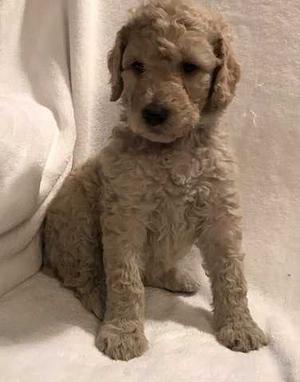 Standard Poodle Puppies For Sale FOR SALE ADOPTION