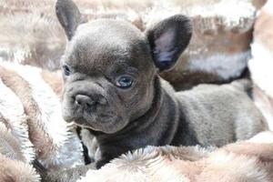 Sweet frenchie available  FOR SALE ADOPTION