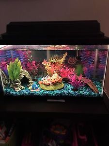 Wanted: Complete fish tank