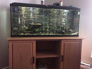 55 gallon tank and stand