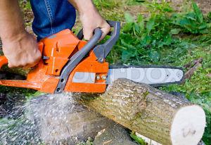 Tree and Stump Removal / Garbage Removal / Demolition /