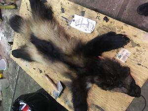 Hunting and trapping fur tanning services