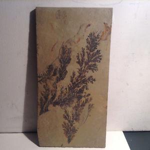 Petrified Ferns Plant Fossil
