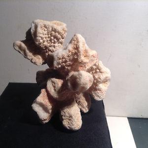 Real Coral Branch Medium Branch Fossil Decoration Live Rock