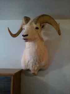 Sheep Mount for sale