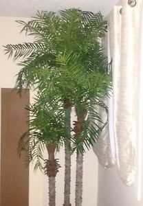 Silk Palm Trees