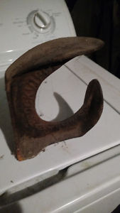 Cobblers horn