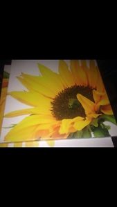 2 sunflower pictures