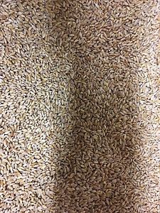 Certified Durum Seed for Sale