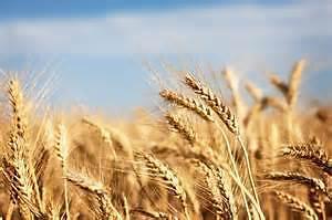 Seed Wheat for Sale