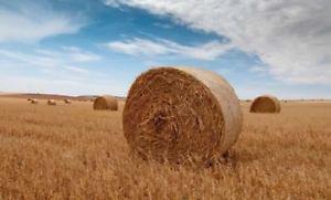 BALES FOR SALE