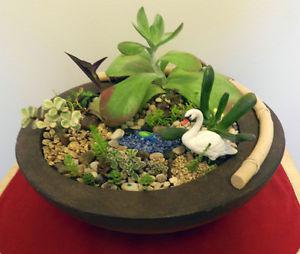 Large Pottery Bowl With Established Succulent Plants
