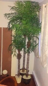 Silk Palm Trees