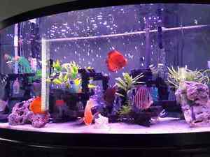 Beautiful 80 gallon Bowfront Fish Tank Aquarium