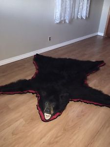 6' Black Bear