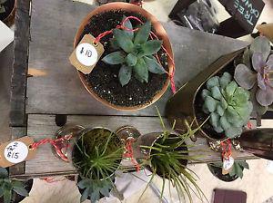 Succulent plants and antique pots!