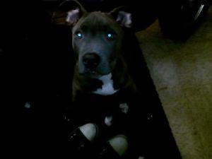 gorgeous 3 month old pitty, needs good home asking for .