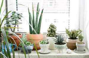 Wanted: Looking to buy indoor plants