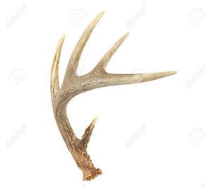 Wanted: Antler Sheds