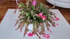 Big Christmas cactus flower plant in good quality pot