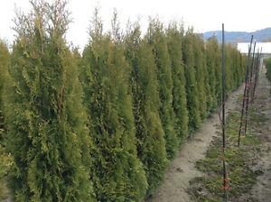 Emerald Cedar Hedging Trees For Sale