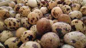Free delivery - quail eggs sale!