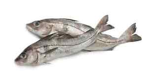 Wanted: Looking to buy wholesale fish