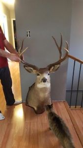 mule deer head mount