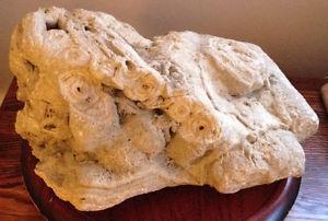 ATTN FOSSIL HOUNDS! Beautiful, Large Fossil from Marble