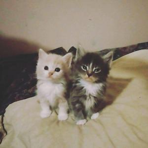 Freind needed