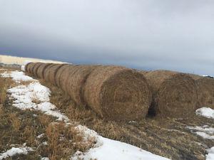 Hay for sale, First cut Alfalfa bales