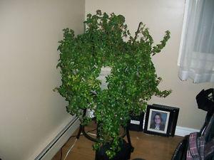 huge ivy plant
