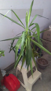 indoor plant $6