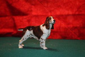 Springer Spaniel HN – Royal Doulton Dogs