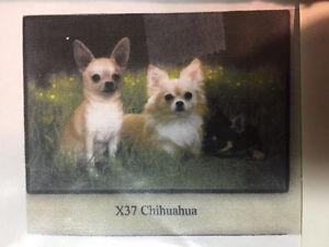 Chihuahua Dog Doormat