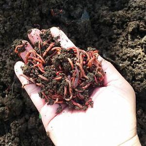 Eisenia red wiggler worms for vermicompost/vers de