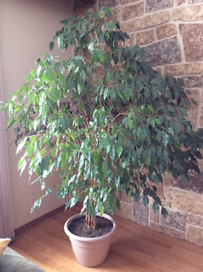 Beautiful Ficus