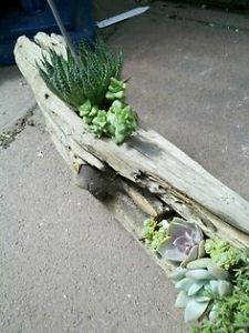 Wanted: Logs or Driftwood for planters