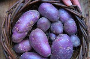 Wanted: Looking for blue seed potatoes