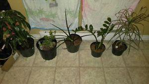 10 Houseplants need gone ASAP $100 for the lot