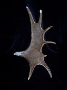 GORGEOUS MOOSE ANTLER WITH AN EAGLE CARVING AT ONE