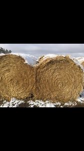 Large round straw and hay bales for sale
