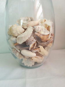 Variety of Sea Shells......collected from Sanibel Island
