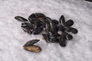 10 Acre Mussel Seed Lease/License