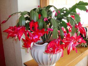 Wanted: Looking for Old Fashioned Christmas or Easter Cactus